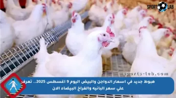 هبوط جديد في أسعار الدواجن والبيض اليوم 9 أغسطس 2025.. تعرف على سعر البانيه والفراخ البيضاء الآن